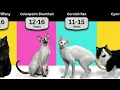 Lifespan of Different Cat Breeds How long does Cats Live