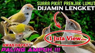pikat prenjak lumut ampuh prenjak atas u0026 prenjak bawah