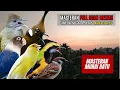 Download Lagu MASTERAN MURAI BATU FULL ISIAN TEMBAKAN MEWAH
