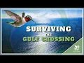 Hummingbird Migration 5 Ways To Survive Gulf of Mexico Crossing