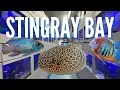 Download Lagu Ikan Pari Air Tawar yang Cantik! (Stingray Bay - Detroit, MI)