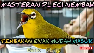 Download Masteran pleci tembakan tajam mudah masuk MP3