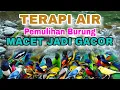 Lagu PEMULIHAN BURUNG MACET BUNYI DENGAN TERAPI AIR, TERAPI AIR UNTUK SEMUA JENIS BURUNG MACET BUNYI