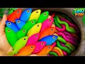 Download Lagu Ik krijg kleurrijke siervissen in een kleine vijver, babyschildpadden, goudvissen, platy's, glasv...