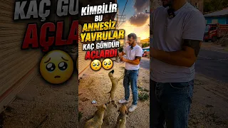 annesiz yavru köpekler sahiplenmeyi bekliyor