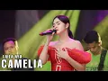Download Lagu CAMELIA - LAILA AYU - LIVE WONOAYU SIDOARJO FT KLK AUDIO - SIMPATIK MUSIC