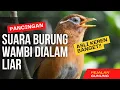 Pancingan suara mp3 Wambi Gacor | Suara Burung Wambi Dialam Liar | Asli Keren Banget | Wambi Jantan