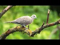 The sound of the Collared Dove - Dove Sounds | 10 Hours