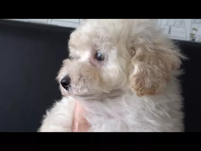 動画