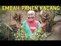 Lagu MBAH SUROJO PANEN KACANG SEDIKIT, ALHAMDULILLAH..