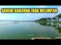 Download Lagu SPOT MANCING TERBARU❗SAWAH BANJIRAN BANYAK IKANNYA