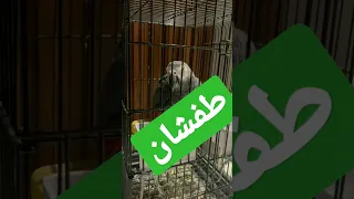 الببغاء طفشان Beautiful 