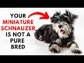 How to identify Your Miniature Schnauzer is Pure Bred or Not