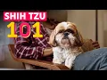 Shih Tzu 101 Everything You Need To Know About This Breed