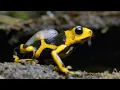 Download Lagu Being a Poison Dart Frog Parent is HARD | 4K UHD | Seven Worlds One Planet | BBC Earth