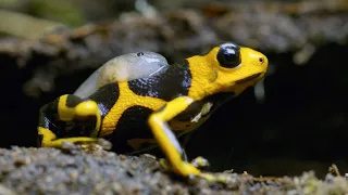 Being a Poison Dart Frog Parent is HARD 4K U Seven Worlds One Planet BBC Earth