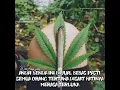 Download Lagu ganja 👌👅
