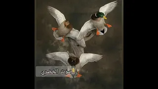 صوت بط الخضري صوت صافي و مجرب 