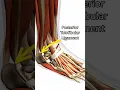 What s the difference between high ankle sprain and inversion ankle sprain