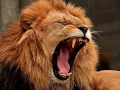 Download Lagu BONA BONA Game Lodge visit:  Lions, Tigers, Tierboskatte, Hyenas \u0026 more