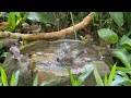 The Birds Found This Hidden Garden Spa and Never Left | Relaxing Nature Sounds