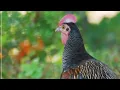 Download Lagu suara AYAM HUTAN jantan di pagi hari      lozzzzzzzh..........