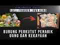 Download Lagu Burung Perkutut Penarik Uang dan Kekayaan