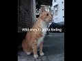 Download Lagu Wild ones X I gotta feeling (tiktok version)
