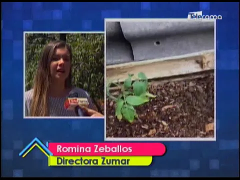 Proyecto de huertos familiares llega a los barrios de Guayaquil