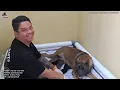 Download Lagu ANAKAN CANE CORSO DI KANDANG JAMBI SUPERBULL ‼️ ANJING PENJAGA KERAJAAN ROMAWI KUNO ‼️