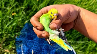野生のインコを公園で発見→捕獲した結果…