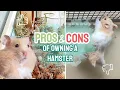 PROS and CONS of Owning a Hamster - Collab with Fern the Syrian Hamster