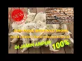 Download Lagu Suara Panggil burung Walet Bersih dan Jernih || Di Jamin Ampuh Mendatangkan Walet