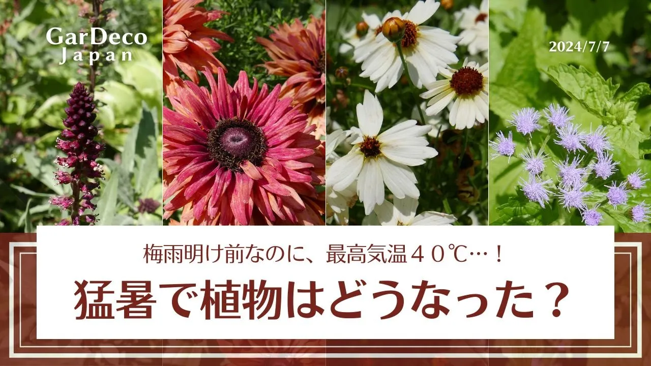 最高氣温４０℃…！猛暑で植物はどうなった？（2024年7月7日撮影）