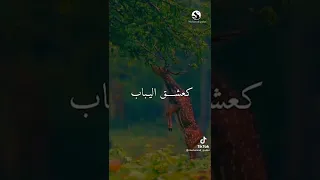 اناشيد اسلاميه اناشيد دينيه نغمات اسلاميه نغمات دينيه حالات واتس اب اسلاميه اسلاميات 