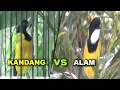 Download Lagu SUARA KANCILAN EMAS JAWA VS KANCILAN  EMAS AUSTRALIA || GOLDEN WHISTLER/KANCILAN EMAS/BIMOLI