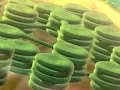 Mastering Biology BioFlix Animation Tour of a Plant Cell