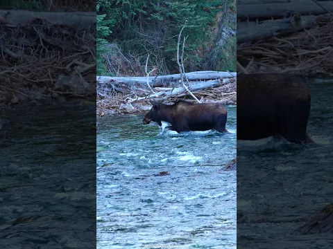 Moose Crossing Beautiful Maligne River