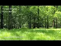 Download Lagu Peaceful \u0026 Relaxing Forest Nature Sounds | Background Instrumental | Piano Hymns Worship ASMR