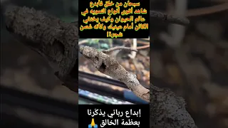 إعجاز في الخلق كائن يختفي أمام عينيك 