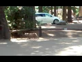 Bobcat ln
