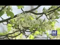 High tree pollen affecting those with allergies