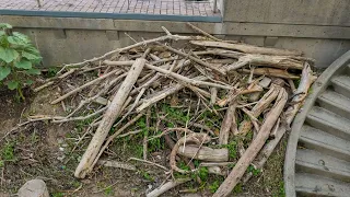                             دندنها