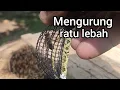 Download Lagu Berapa lama ratu lebah dikurung dan bertahan hidup