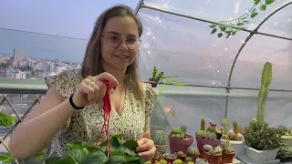 Filling Our IKEA Asparen Greenhouse with Nursery Plants