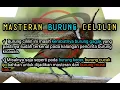 Download Lagu Masteran burung celilin