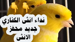 تغريد انثى الكناري رهيب 