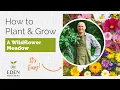 Tutorial on Planting Growing A Wildflower Meadow