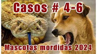 Download VÍBORA DE CASCABEL MUERDE A PERROS | LLAMADA #4 [PARTE 1] MP3