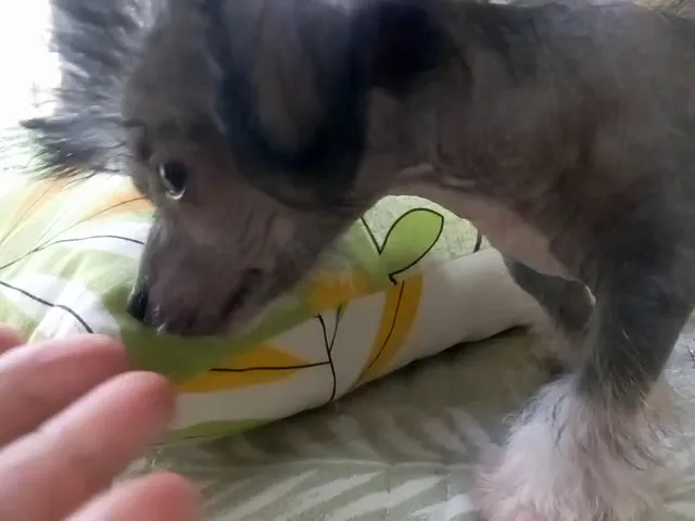 動画
